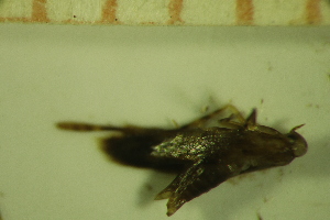  ( - LEP_JB_649)  @11 [ ] CreativeCommons Attribution (2025) Dept Invertebrate Zoology and Hydrobiology, University of Lodz University of Lodz