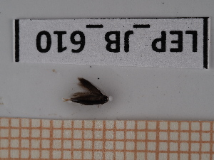  ( - LEP_JB_610)  @11 [ ] CreativeCommons Attribution (2025) Dept Invertebrate Zoology and Hydrobiology, University of Lodz University of Lodz