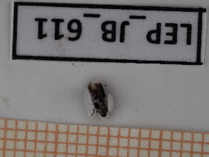  ( - LEP_JB_611)  @11 [ ] CreativeCommons Attribution (2025) Dept Invertebrate Zoology and Hydrobiology, University of Lodz University of Lodz