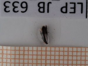  (Coptotriche angusticolella - LEP_JB_633)  @11 [ ] CreativeCommons Attribution (2025) Dept Invertebrate Zoology and Hydrobiology, University of Lodz University of Lodz