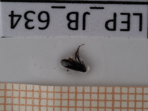  ( - LEP_JB_634)  @11 [ ] CreativeCommons Attribution (2025) Dept Invertebrate Zoology and Hydrobiology, University of Lodz University of Lodz