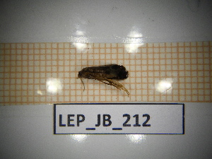  (Cochylis dbitana - LEP_JB_212)  @11 [ ] CreativeCommons Attribution (2025) Dept Invertebrate Zoology and Hydrobiology, University of Lodz University of Lodz