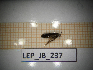  ( - LEP_JB_237)  @11 [ ] CreativeCommons Attribution (2025) Dept Invertebrate Zoology and Hydrobiology, University of Lodz University of Lodz