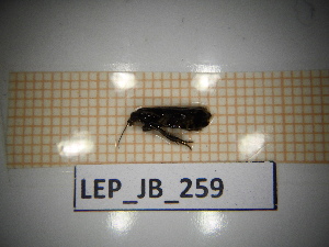  ( - LEP_JB_259)  @11 [ ] CreativeCommons Attribution (2025) Dept Invertebrate Zoology and Hydrobiology, University of Lodz University of Lodz