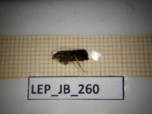  ( - LEP_JB_260)  @11 [ ] CreativeCommons Attribution (2025) Dept Invertebrate Zoology and Hydrobiology, University of Lodz University of Lodz