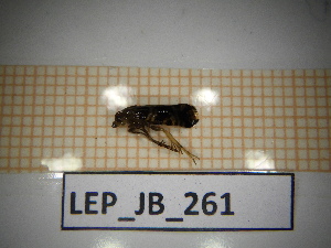  ( - LEP_JB_261)  @11 [ ] CreativeCommons Attribution (2025) Dept Invertebrate Zoology and Hydrobiology, University of Lodz University of Lodz