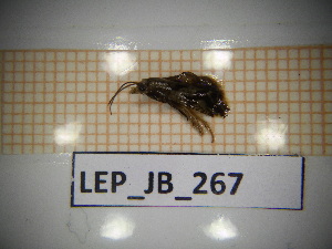  ( - LEP_JB_267)  @11 [ ] CreativeCommons Attribution (2025) Dept Invertebrate Zoology and Hydrobiology, University of Lodz University of Lodz