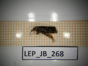  ( - LEP_JB_268)  @11 [ ] CreativeCommons Attribution (2025) Dept Invertebrate Zoology and Hydrobiology, University of Lodz University of Lodz