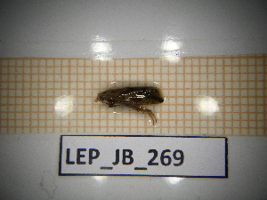  ( - LEP_JB_269)  @11 [ ] CreativeCommons Attribution (2025) Dept Invertebrate Zoology and Hydrobiology, University of Lodz University of Lodz