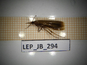  ( - LEP_JB_294)  @11 [ ] CreativeCommons Attribution (2025) Dept Invertebrate Zoology and Hydrobiology, University of Lodz University of Lodz