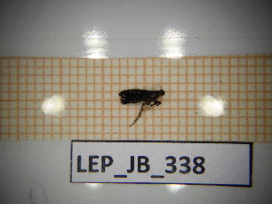  ( - LEP_JB_338)  @11 [ ] CreativeCommons Attribution (2025) Dept Invertebrate Zoology and Hydrobiology, University of Lodz University of Lodz