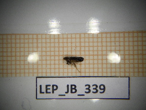  ( - LEP_JB_339)  @11 [ ] CreativeCommons Attribution (2025) Dept Invertebrate Zoology and Hydrobiology, University of Lodz University of Lodz