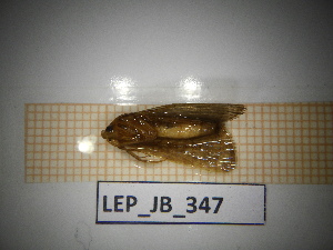  ( - LEP_JB_347)  @11 [ ] CreativeCommons Attribution (2025) Dept Invertebrate Zoology and Hydrobiology, University of Lodz University of Lodz