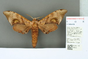  (Daphnusa ocellaris ocellaris - RMNH.INS.13636)  @14 [ ] Unspecified (default): All Rights Reserved  Unspecified Unspecified