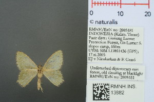  (Hemithea krakenaria - RMNH.INS.13882)  @13 [ ] Unspecified (default): All Rights Reserved  Unspecified Unspecified