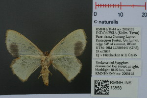 (Spaniocentra apatelloides - RMNH.INS.13858)  @13 [ ] Unspecified (default): All Rights Reserved  Unspecified Unspecified