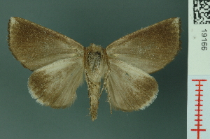  (Pterogonia nubes - RMNH.INS.19166)  @14 [ ] Unspecified (default): All Rights Reserved  Unspecified Unspecified