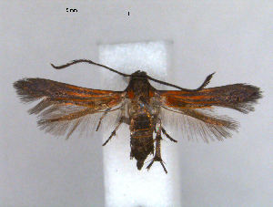  (Oedematopoda - RMNH.INS.19729)  @13 [ ] Unspecified (default): All Rights Reserved  Unspecified Unspecified