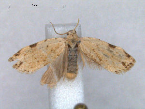  (Tortricosia blanda - RMNH.INS.27684)  @13 [ ] Unspecified (default): All Rights Reserved  Unspecified Unspecified
