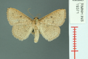  (Aglaopus decussata - RMNH.INS.19371)  @14 [ ] Unspecified (default): All Rights Reserved  Unspecified Unspecified
