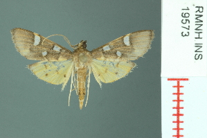 (Cotachena pubescens - RMNH.INS.19573)  @14 [ ] Unspecified (default): All Rights Reserved  Unspecified Unspecified