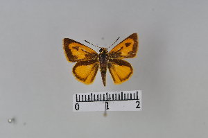  ( - LepMala449)  @11 [ ] CreativeCommons - Attribution Non-Commercial Share-Alike (2015) NTNU University Museum, Department of Natural History NTNU University Museum, Department of Natural History