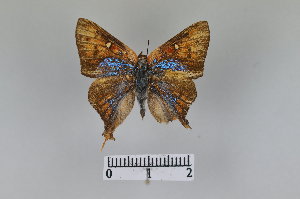  (Aphnaeus erikssoni - LepMala490)  @13 [ ] CreativeCommons - Attribution Non-Commercial Share-Alike (2016) NTNU University Museum, Department of Natural History NTNU University Museum, Department of Natural History