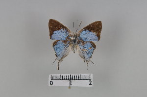  (Iolaus mimosae - LepMala515)  @11 [ ] CreativeCommons - Attribution Non-Commercial Share-Alike (2016) NTNU University Museum, Department of Natural History NTNU University Museum, Department of Natural History