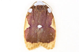  ( - BIOUG09047-D01)  @12 [ ] CreativeCommons - Attribution (2014) CBG Photography Group Centre for Biodiversity Genomics