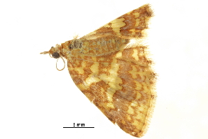  ( - BIOUG31631-B09)  @11 [ ] CreativeCommons - Attribution (2018) CBG Photography Group Centre for Biodiversity Genomics