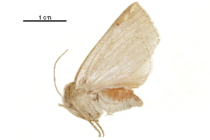  ( - BIOUG31631-F01)  @11 [ ] CreativeCommons - Attribution (2018) CBG Photography Group Centre for Biodiversity Genomics