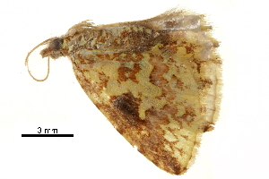  ( - BIOUG31791-G03)  @11 [ ] CreativeCommons - Attribution (2018) CBG Photography Group Centre for Biodiversity Genomics