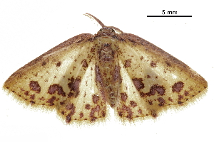  (Chrysocraspeda sanguinipuncta - BIOUG36916-G07)  @13 [ ] CreativeCommons - Attribution (2018) CBG Photography Group Centre for Biodiversity Genomics