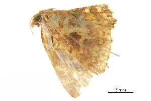  ( - BIOUG36919-A03)  @11 [ ] CreativeCommons - Attribution (2018) CBG Photography Group Centre for Biodiversity Genomics
