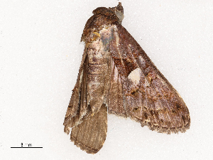  ( - CBG-B03943-A05)  @11 [ ] CreativeCommons - Attribution Share - Alike (2025) CBG Photography Group Centre for Biodiversity Genomics