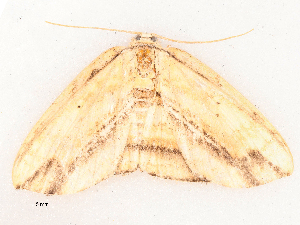  ( - CBG-B03943-C01)  @11 [ ] CreativeCommons - Attribution Share - Alike (2025) CBG Photography Group Centre for Biodiversity Genomics