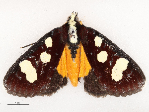  ( - CBG-B03943-C10)  @11 [ ] CreativeCommons - Attribution Share - Alike (2025) CBG Photography Group Centre for Biodiversity Genomics