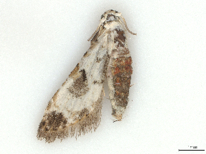  (Araeopteron proleuca - CBG-B03943-D01)  @11 [ ] CreativeCommons - Attribution (2025) CBG Photography Group Centre for Biodiversity Genomics