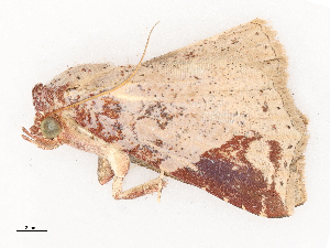  ( - CBG-B03943-D02)  @11 [ ] CreativeCommons - Attribution Share - Alike (2025) CBG Photography Group Centre for Biodiversity Genomics