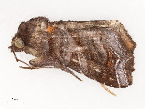  ( - CBG-B03943-D03)  @11 [ ] CreativeCommons - Attribution Share - Alike (2025) CBG Photography Group Centre for Biodiversity Genomics