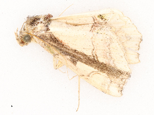  ( - CBG-B03943-D05)  @11 [ ] CreativeCommons - Attribution Share - Alike (2025) CBG Photography Group Centre for Biodiversity Genomics