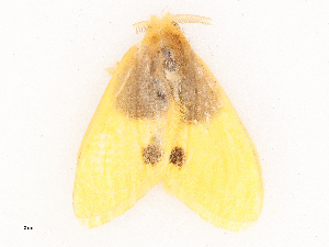  ( - CBG-B03943-D08)  @11 [ ] CreativeCommons - Attribution Share - Alike (2025) CBG Photography Group Centre for Biodiversity Genomics