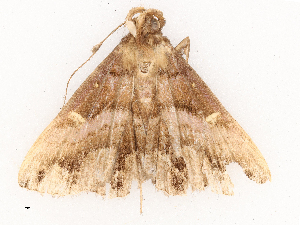  ( - CBG-B03943-D09)  @11 [ ] CreativeCommons - Attribution Share - Alike (2025) CBG Photography Group Centre for Biodiversity Genomics