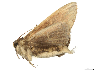  (Saliocleta malayana - CBG-B03943-D11)  @11 [ ] CreativeCommons - Attribution (2025) CBG Photography Group Centre for Biodiversity Genomics