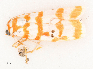  ( - CBG-B03943-D12)  @11 [ ] CreativeCommons - Attribution Share - Alike (2025) CBG Photography Group Centre for Biodiversity Genomics