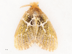  ( - CBG-B03943-E01)  @11 [ ] CreativeCommons - Attribution Share - Alike (2025) CBG Photography Group Centre for Biodiversity Genomics