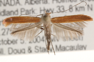  (Caloptilia sp - CCDB-22971-D05)  @14 [ ] CreativeCommons - Attribution (2014) CBG Photography Group Centre for Biodiversity Genomics