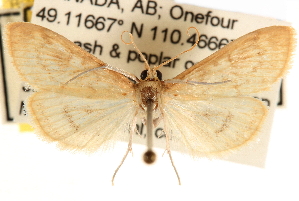  ( - CCDB-22975-B10)  @12 [ ] CreativeCommons - Attribution (2014) CBG Photography Group Centre for Biodiversity Genomics