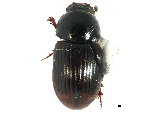  ( - CCDB-28533-A04)  @11 [ ] CreativeCommons - Attribution (2015) CBG Photography Group Centre for Biodiversity Genomics
