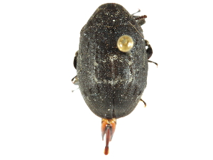  ( - CCDB-28533-B08)  @11 [ ] CreativeCommons - Attribution (2015) CBG Photography Group Centre for Biodiversity Genomics